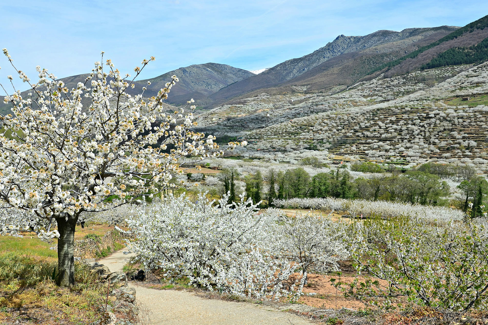 The Jerte Valley, the origin of picota