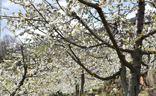 WHEN WILL THE CHERRY TREES IN THE JERTE VALLEY BLOOM NEXT?