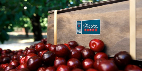 The Picota del Jerte Cherry